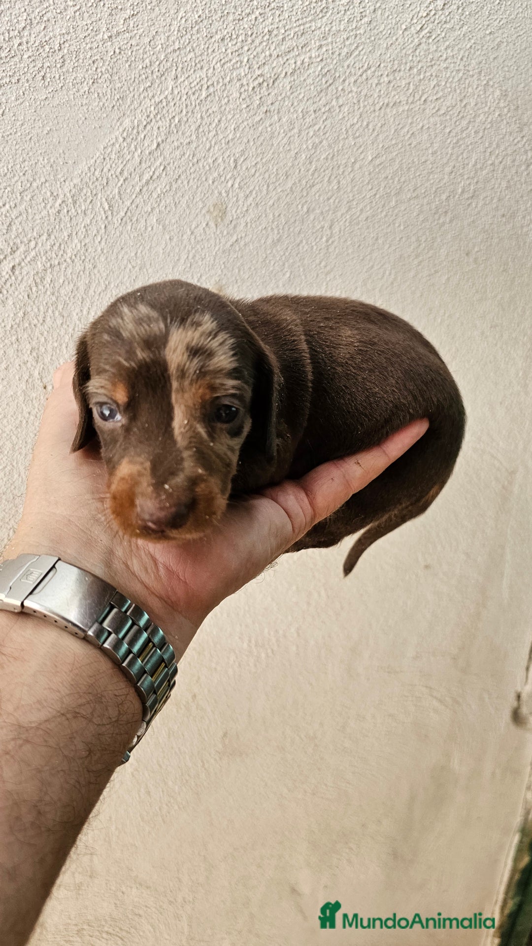 Teckel perros en venta: Teckel  canichen  - Imagen 3