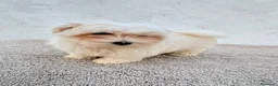 Bichón Maltés perros en venta: Bichon maltés toy  - Anuncio 3