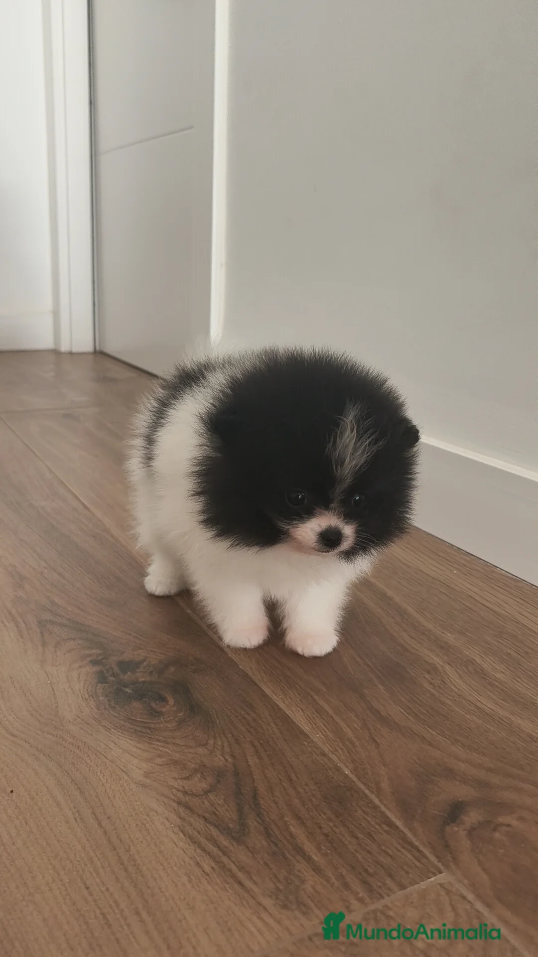 Pomerania perros en venta: Pomerania TOY Party ♀️♂️ - Anuncio 11