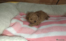 Caniche Toy perros en venta: Caniche toy  - Imagen 1
