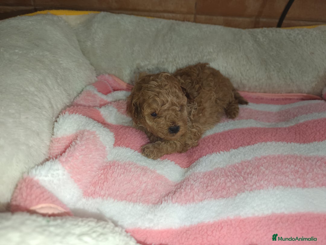 Caniche Toy perros en venta: Caniche toy  - Imagen 1