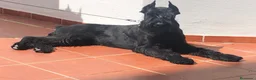 Schnauzer Gigante perros en venta: SCHNAUZER GIGANTES NEGROS - Anuncio 2