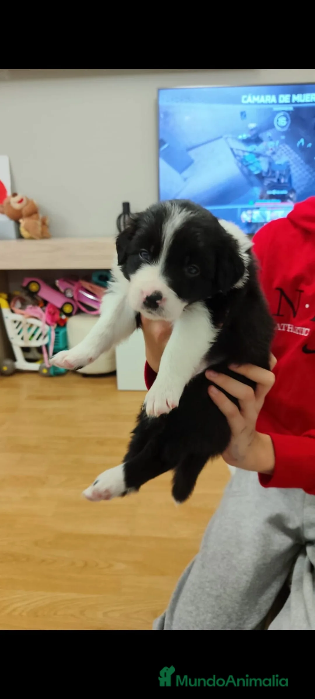 Border Collie perros en venta: Cachorros de Border Collie machos y hembras - Anuncio 3