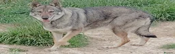 Perro Lobo Checoslovaco perros en venta: Disponible Machos lobos Checoslovacos - Anuncio 3