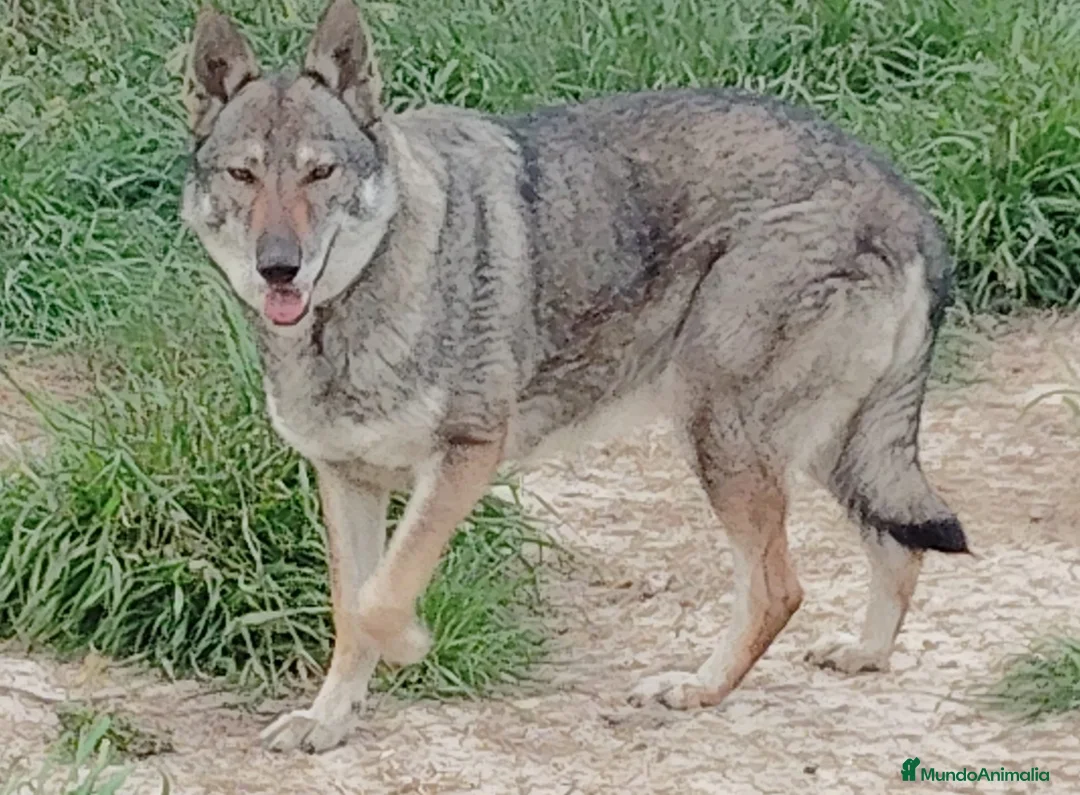 Perro Lobo Checoslovaco perros en venta: Disponible Machos lobos Checoslovacos - Anuncio 3