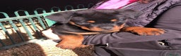 Rottweiler perros en venta: ROTTWEILER CACHORROS DISPONIBLES - Anuncio 3