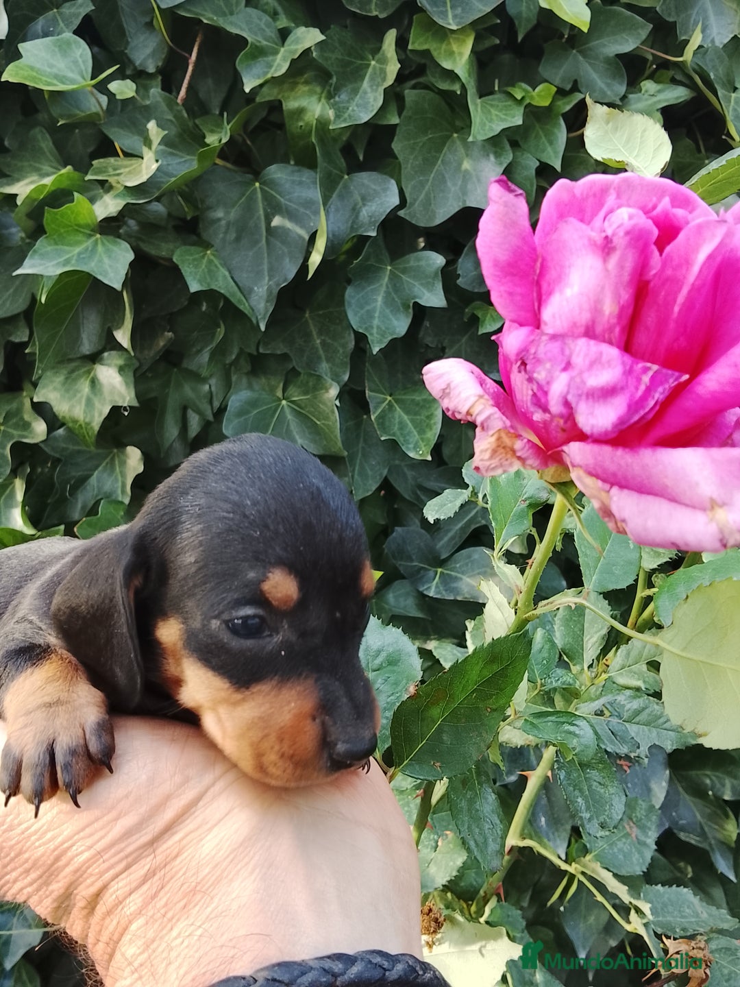 Teckel perros en venta: Teckel de pelo corto. - Imagen 3