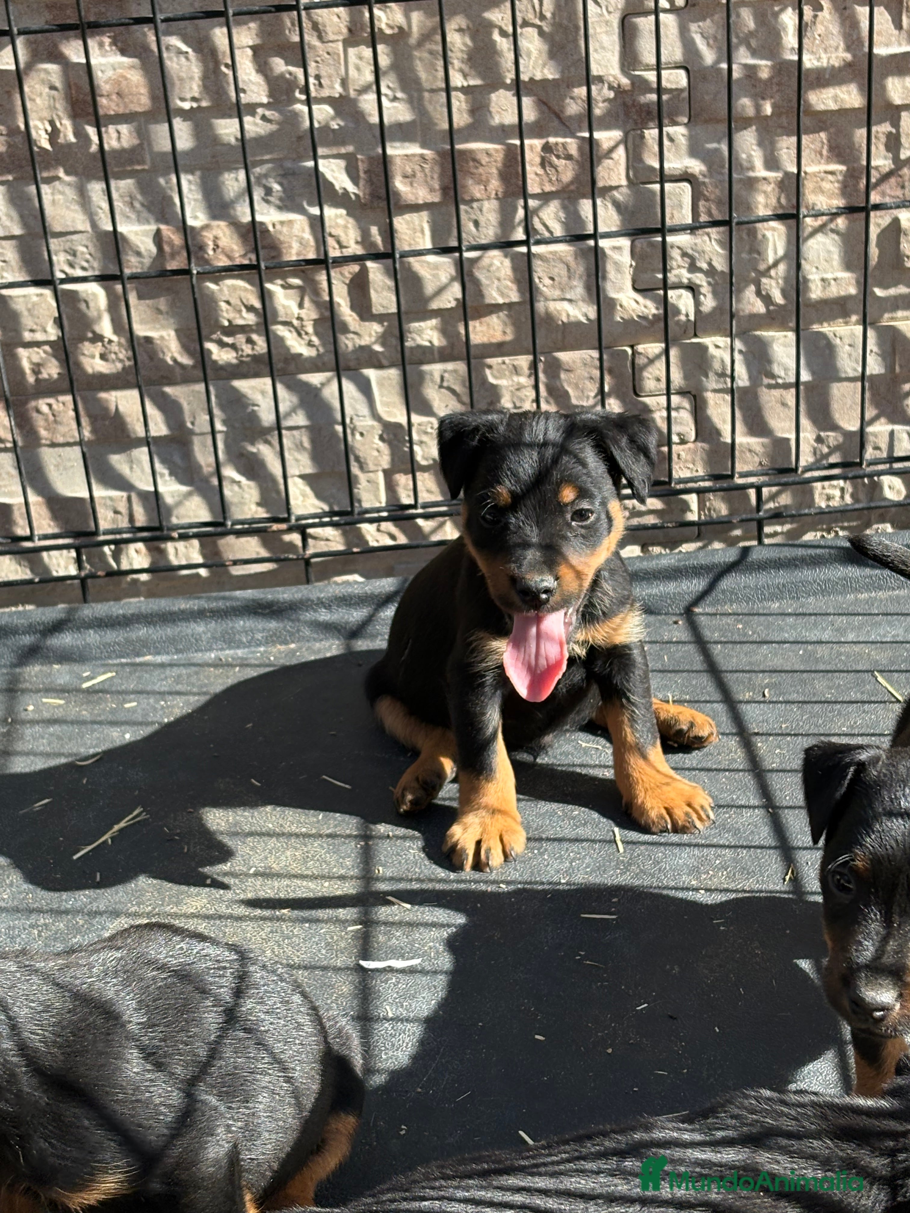 Terrier Alemán de Caza perros Disponibles cachorros Jagd terrier  - Anuncio 2