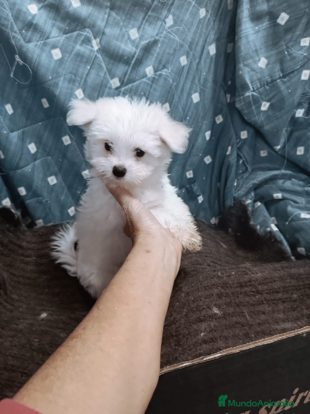 Bichón Maltés perros en venta: MACHITO CHIQUITIN DE BICHÓN MALTÉS - Anuncio 1