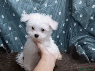 Bichón Maltés perros MACHITO CHIQUITIN DE BICHÓN MALTÉS - Anuncio 8