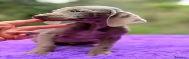 Weimaraner Cachorro 1
