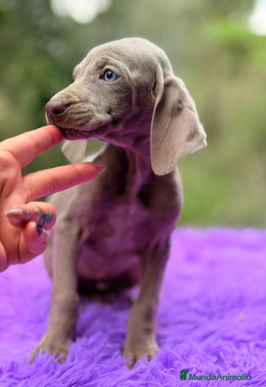 Weimaraner perros en venta: Braco de Weimar hembra  - Anuncio 3