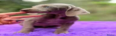 Weimaraner Cachorro 1