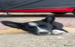 Border Collie perros en venta: Última cachorra de Border collie  - Imagen 2