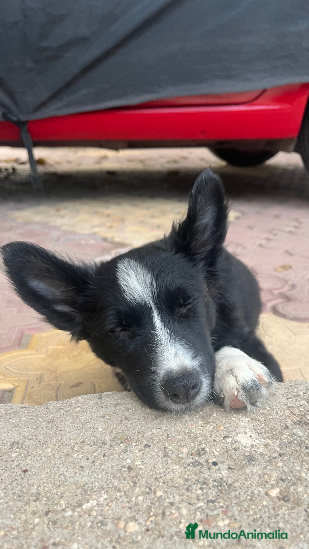 Border Collie perros en venta: Última cachorra de Border collie  - Imagen 2