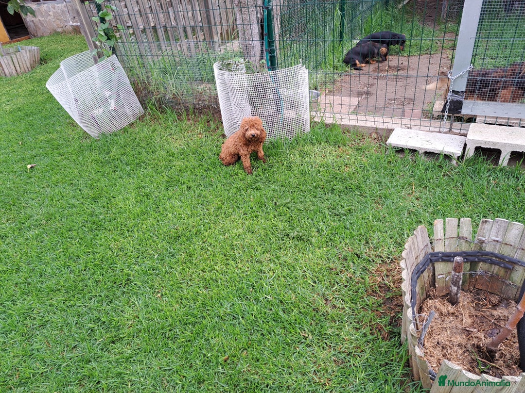 Maltipoo perros en venta: Maltipoo - Imagen 4