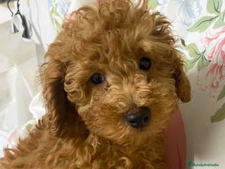 Caniche Enano perros Caniche Macho de Camila y Can 8995 AQUANATURA en Barcelona - Anuncio 29