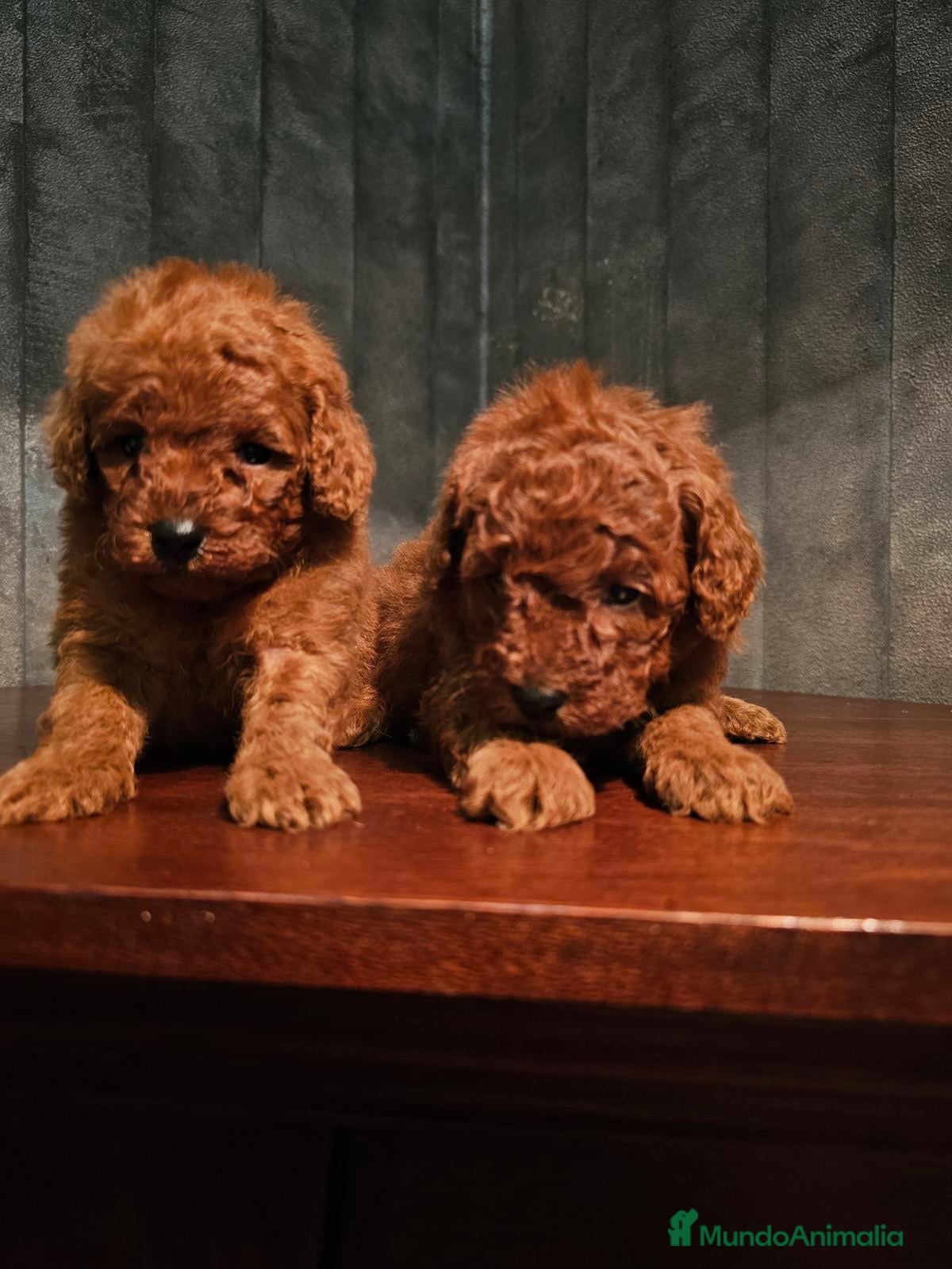 Caniche Toy perros caniche toy  - Anuncio 2