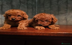 Caniche Toy perros en venta: caniche toy  - Imagen 2