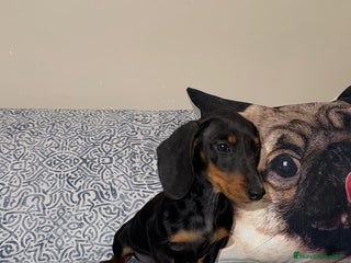 Teckel Miniatura perros Teckel Kanichen Machos Disponibles - Anuncio 1