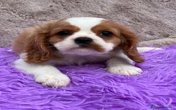 Cavalier King Charles Spaniel perros en venta: CAVLIER BLENHEIN DISPONIBLES - Imagen 3