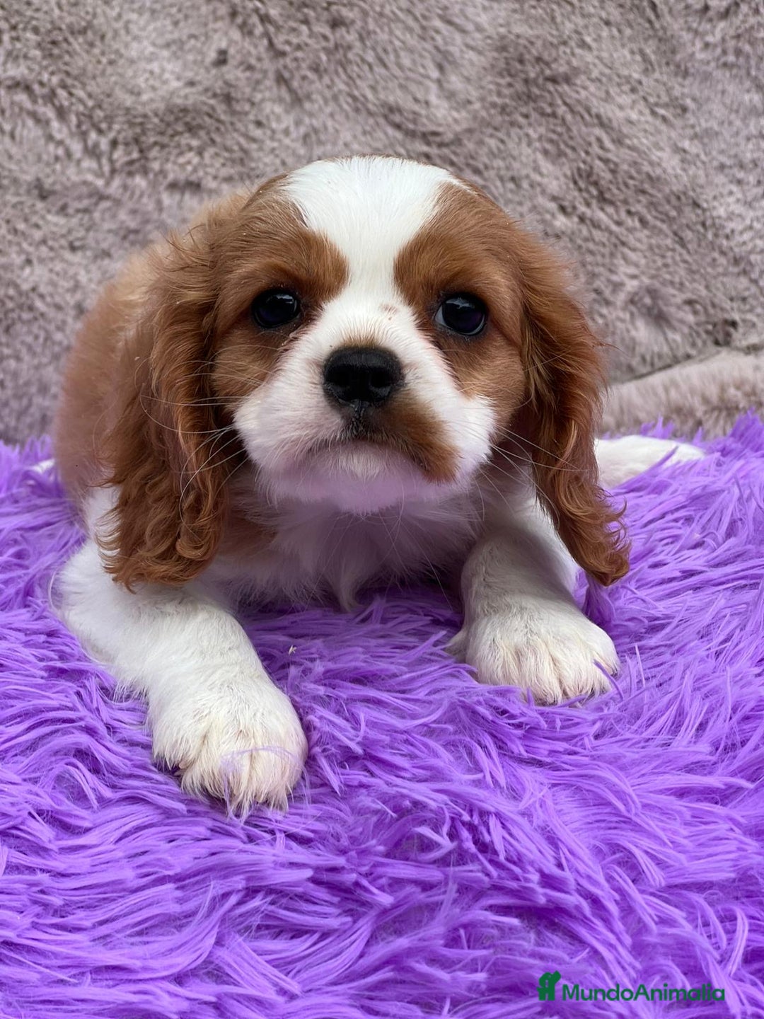 Cavalier King Charles Spaniel perros en venta: CAVLIER BLENHEIN DISPONIBLES - Imagen 3