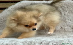 Pomerania perros en venta: POMERANIA TOY ECONÓMICO  - Anuncio 6