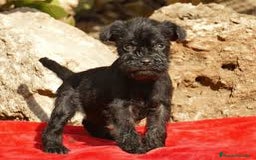 Schnauzer Miniatura perros en venta: Achuchable cachorrito de Schnauzer Miniatura - Imagen 1