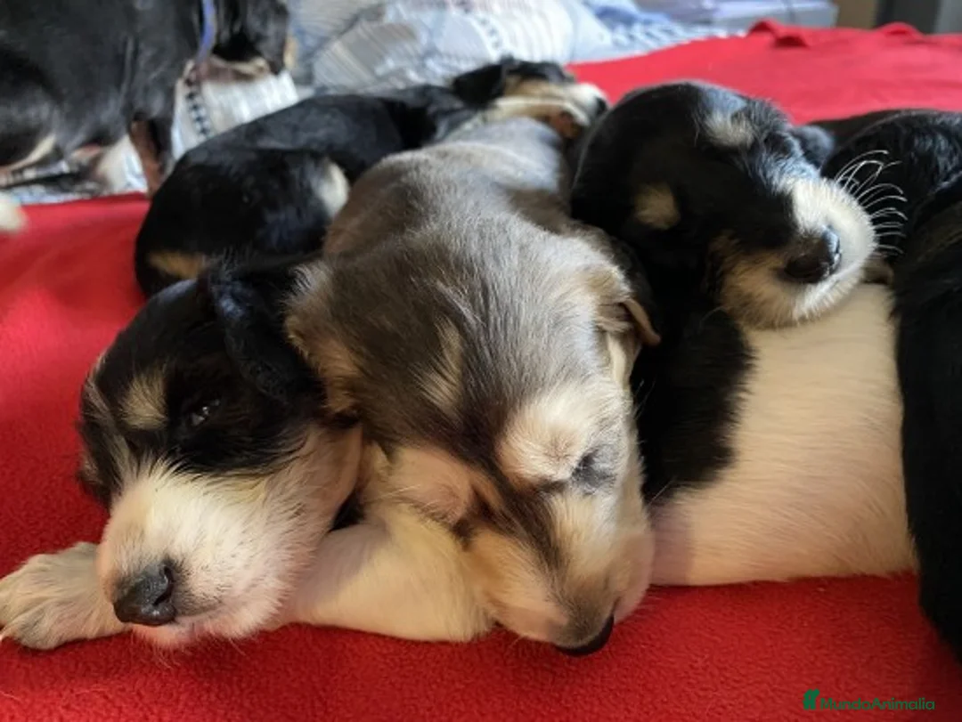 Imagen de galería {{count}}