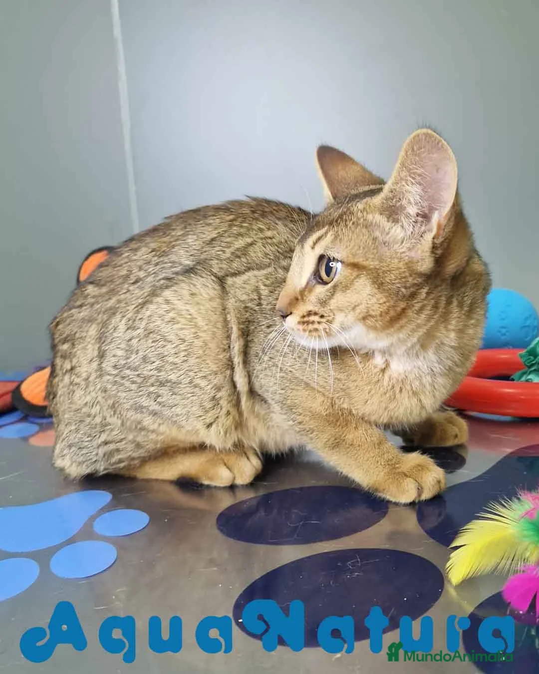 Abisinio gatos en venta: Abisinio Macho de Santa 1932 AQUANATURA - Anuncio 6