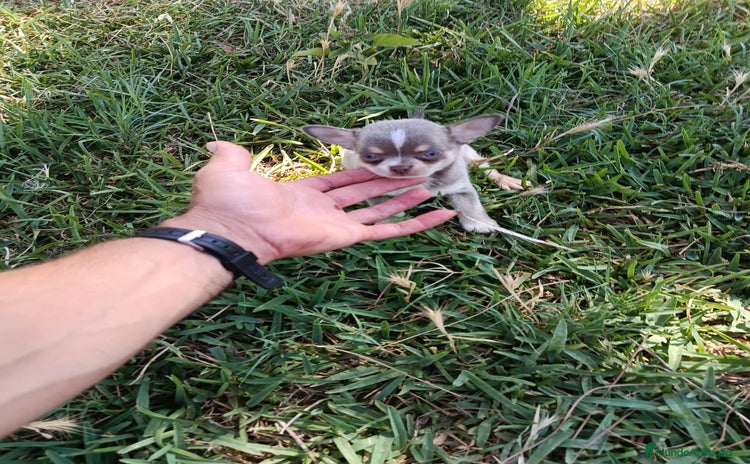Chihuahua perros - Propaganda 1