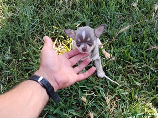 Chihuahua perros - Anuncio 37