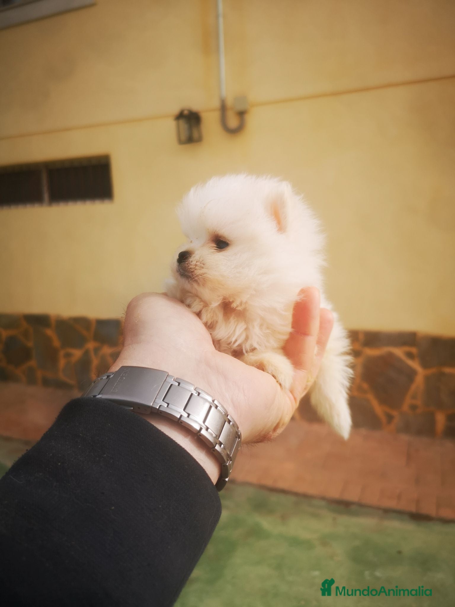Pomerania perros Cachorritos mini toy Pomerania - Anuncio 1