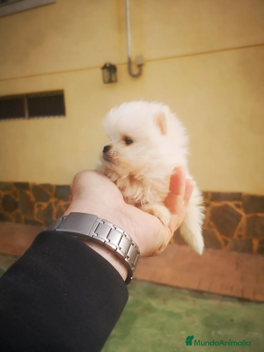 Pomerania perros en venta: Cachorritos mini toy Pomerania - Anuncio 1