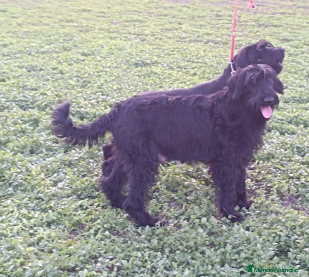 Schnauzer Gigante perros en venta: Schnauzer Gigante Negro - Anuncio 6