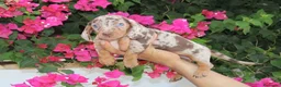 Teckel Miniatura perros en venta: Teckels Miniatura#Calidad, seriedad y seguimiento - Anuncio 9
