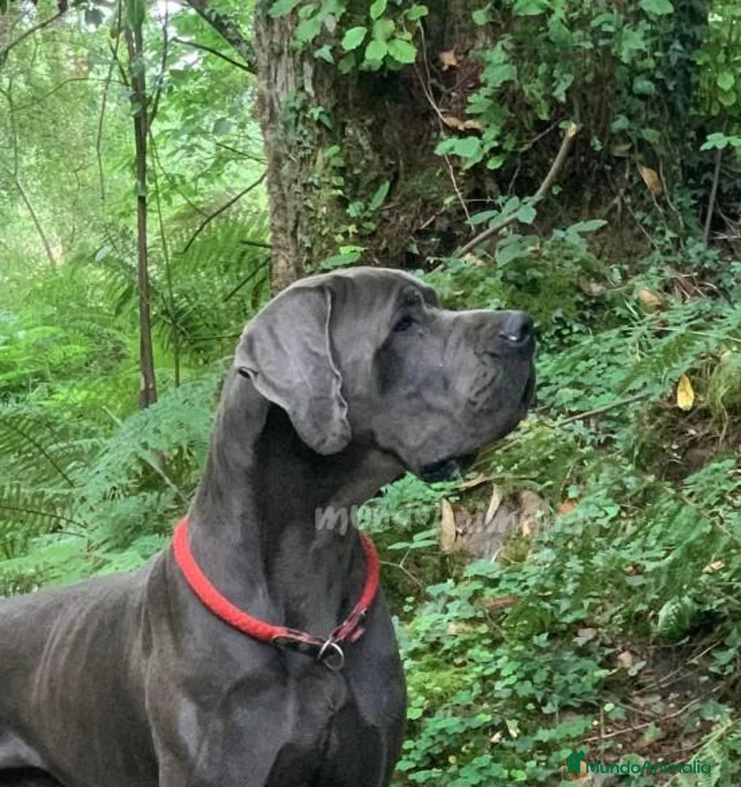 Imagen de galería {{count}}