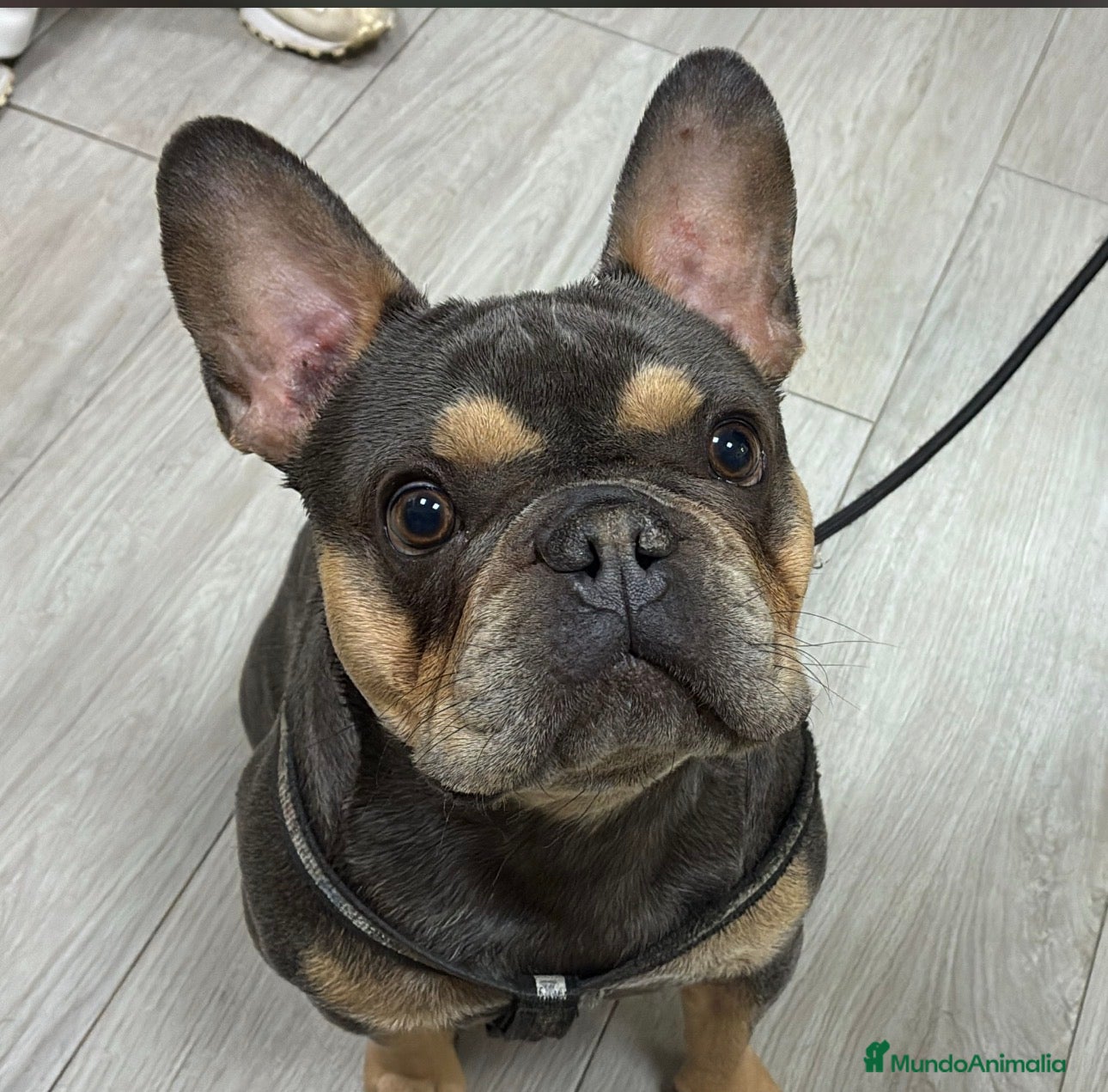 Bulldog Francés perros  🔥 BULLDOG FRANCÉS MACHO PARA MONTAS - Anuncio 1