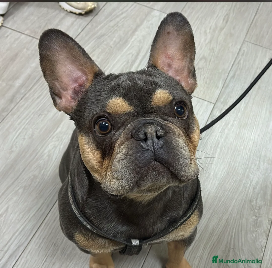 Bulldog Francés perros para monta:  🔥 BULLDOG FRANCÉS MACHO PARA MONTAS - Anuncio 1