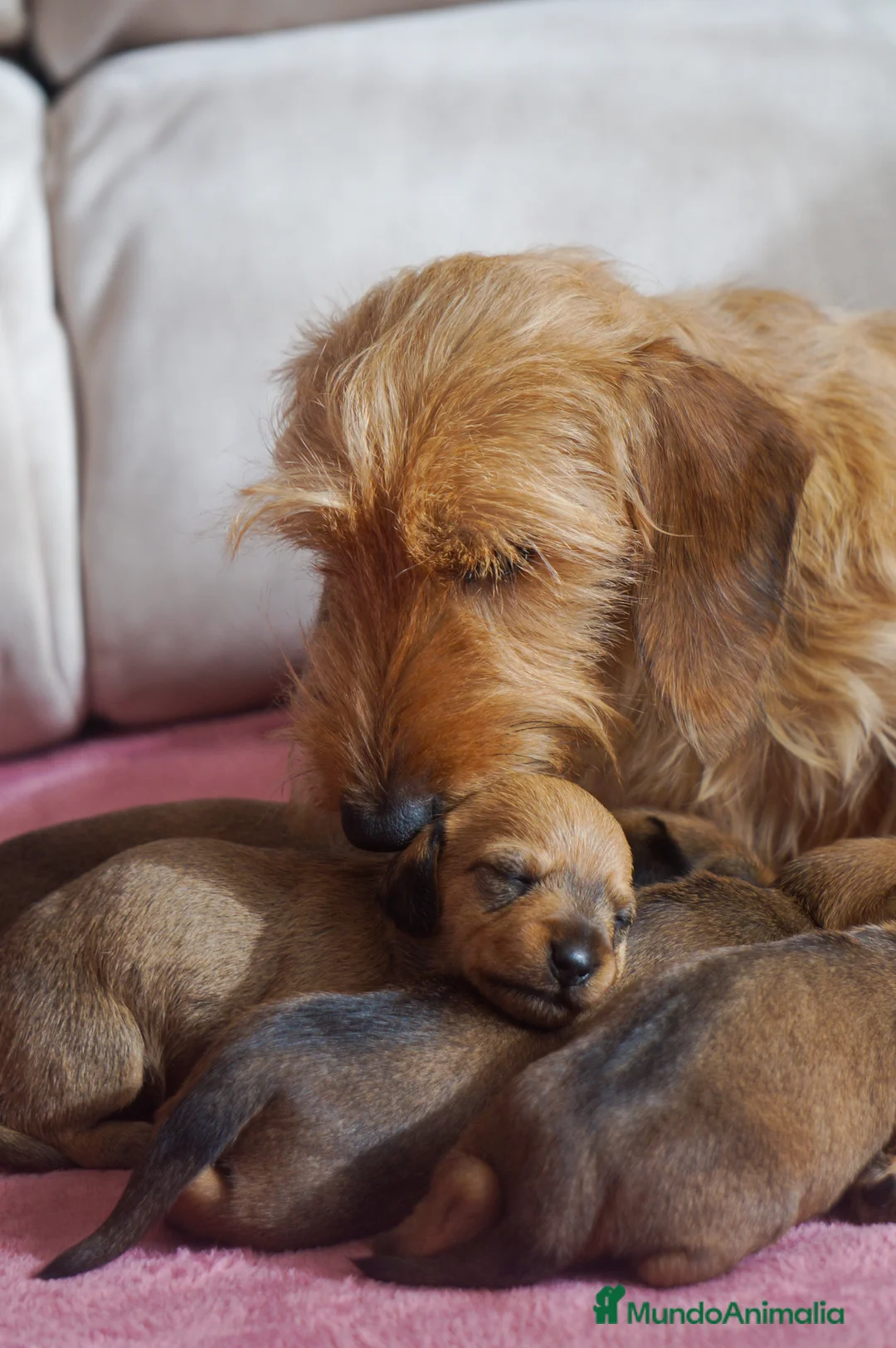 Imagen de galería {{count}}