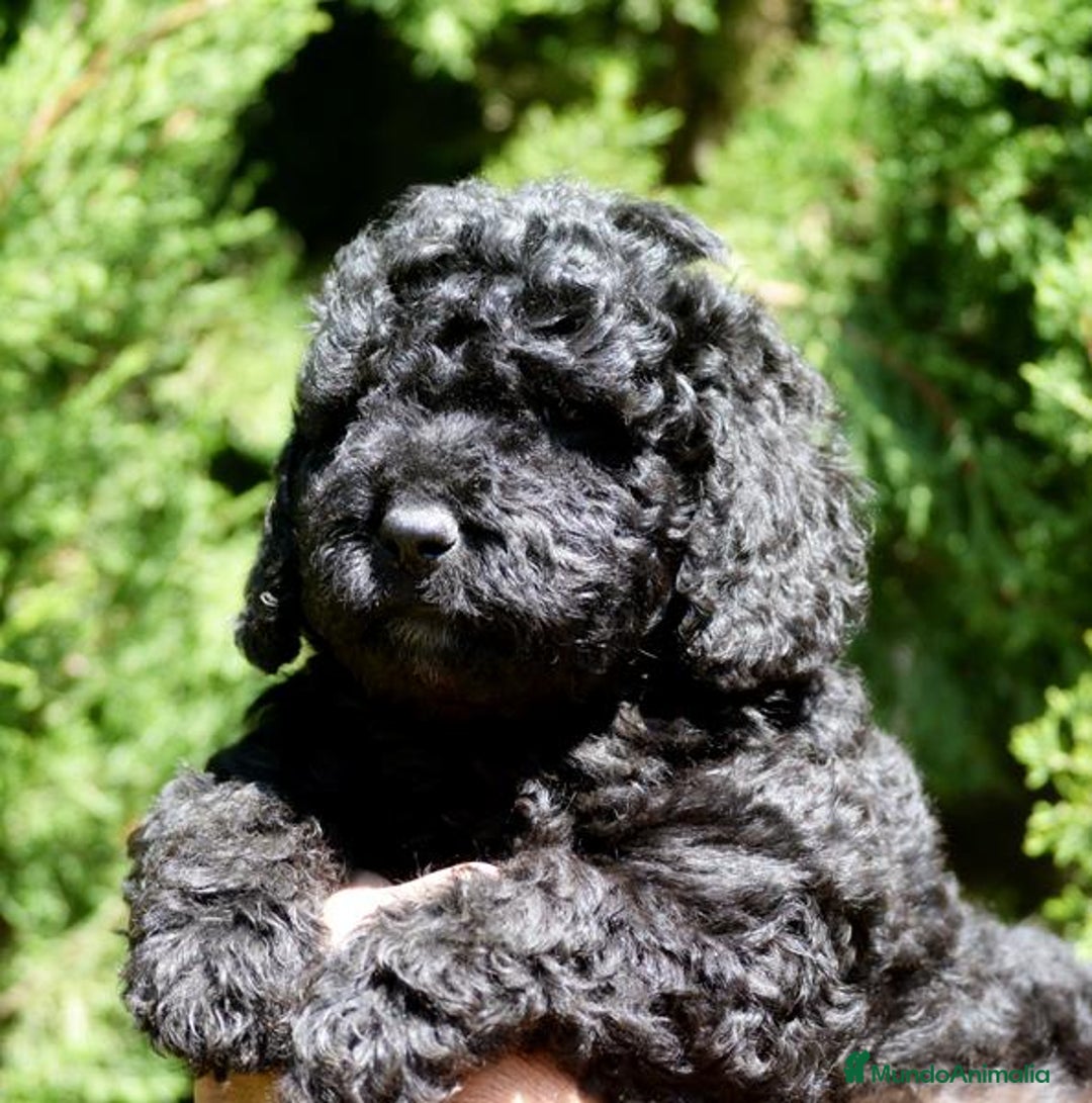 Perro de Agua Español perros en venta: Cachorro macho de perro de agua español - Imagen 10
