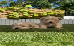 Maltipoo perros en venta: MALTIPOO MACHOS - Imagen 9