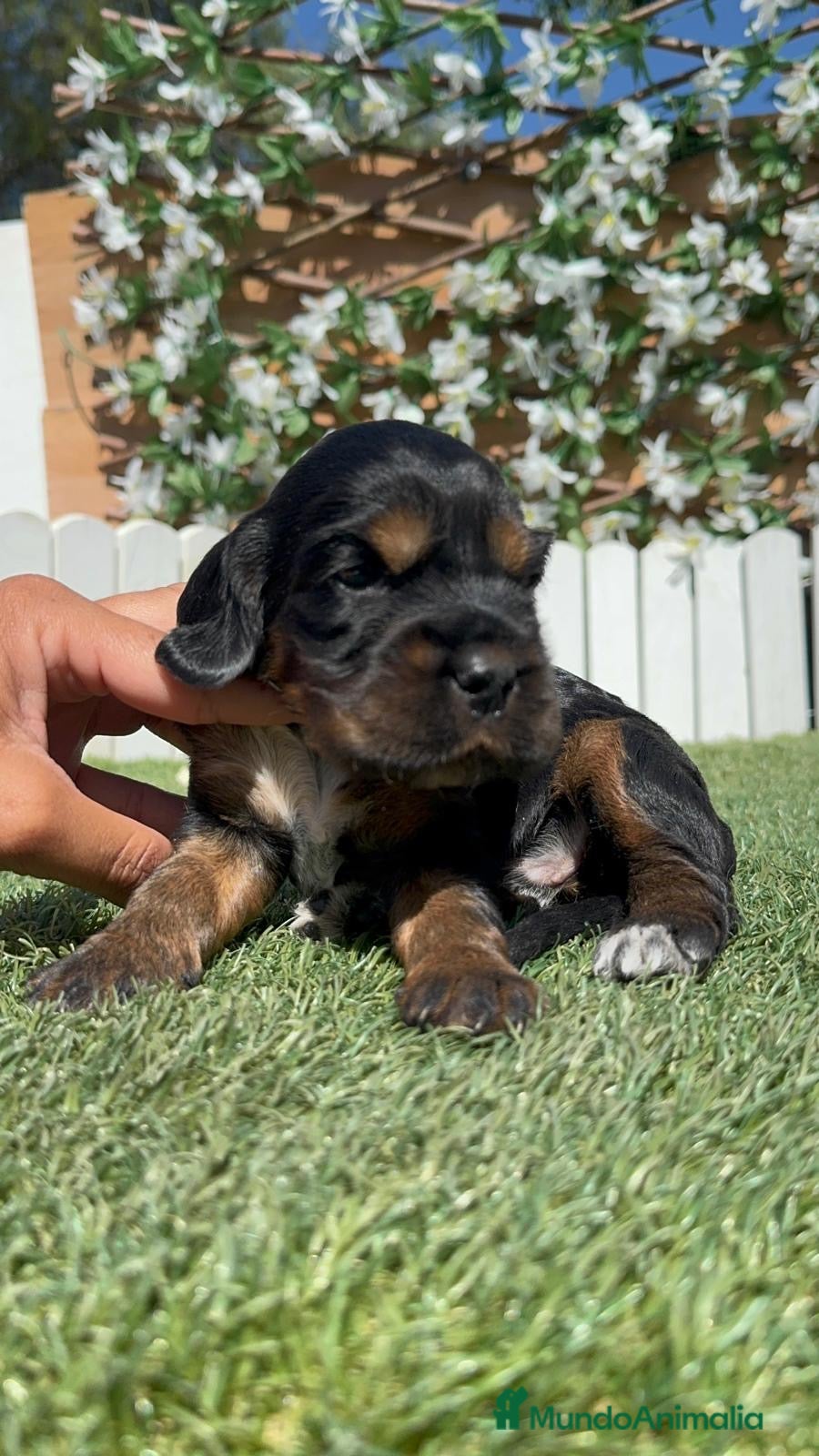 Cocker Spaniel Inglés perros COCKER SPANIEL INGLES - Anuncio 2
