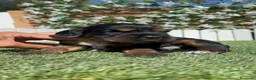 Cocker Spaniel Inglés perros en venta: COCKER SPANIEL INGLES - Anuncio 1