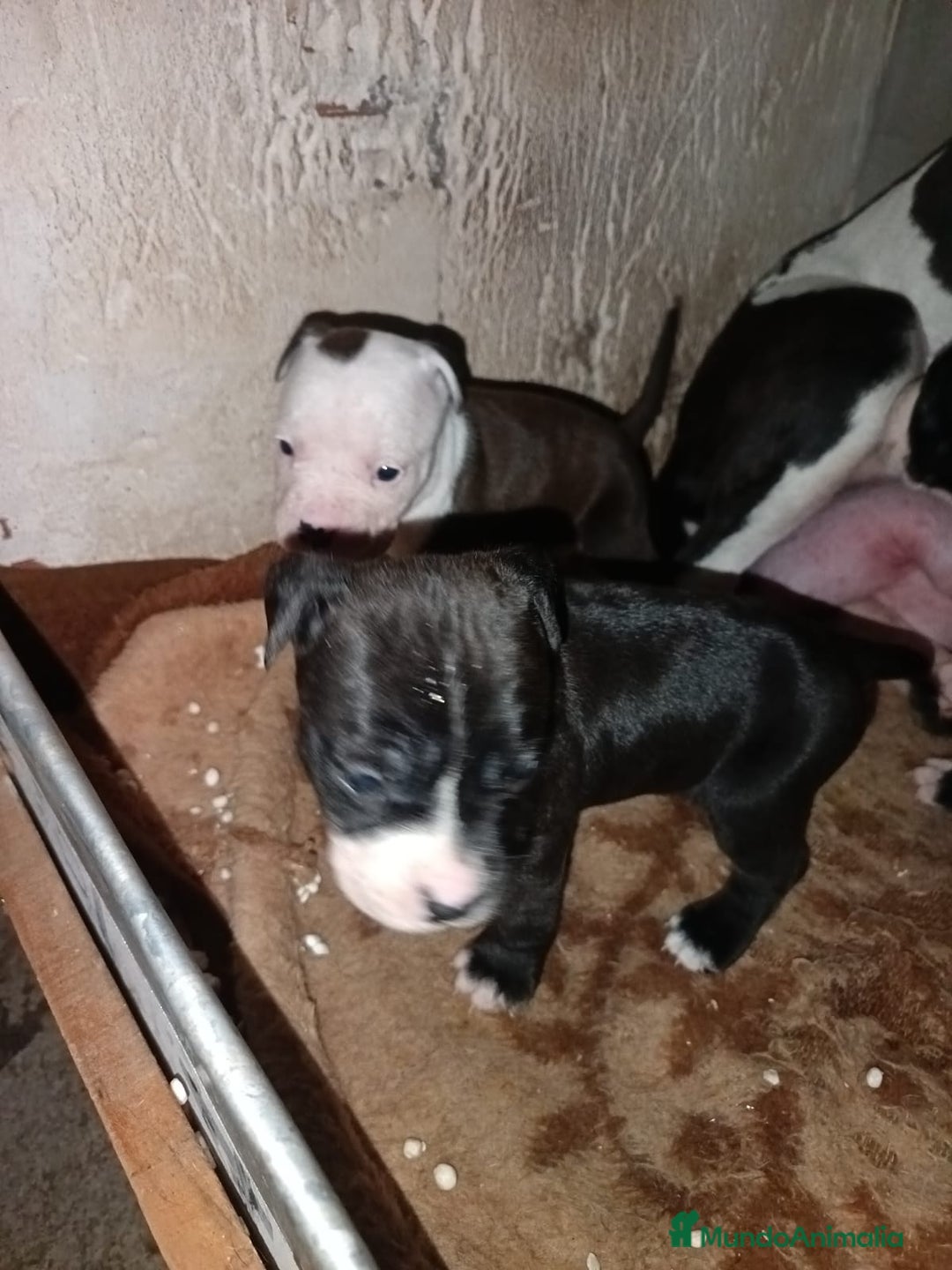 American Staffordshire-Terrier perros en venta: American estanford  - Anuncio 10
