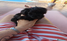 Maltipoo perros en venta: Yorkipoo exclusiva!! - Imagen 3