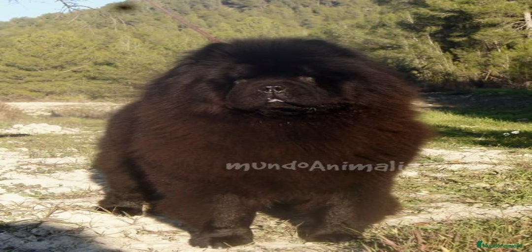 Imagen de galería {{count}}