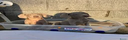 Weimaraner perros en venta: Cachorras Braco de Weimar  - Anuncio 1