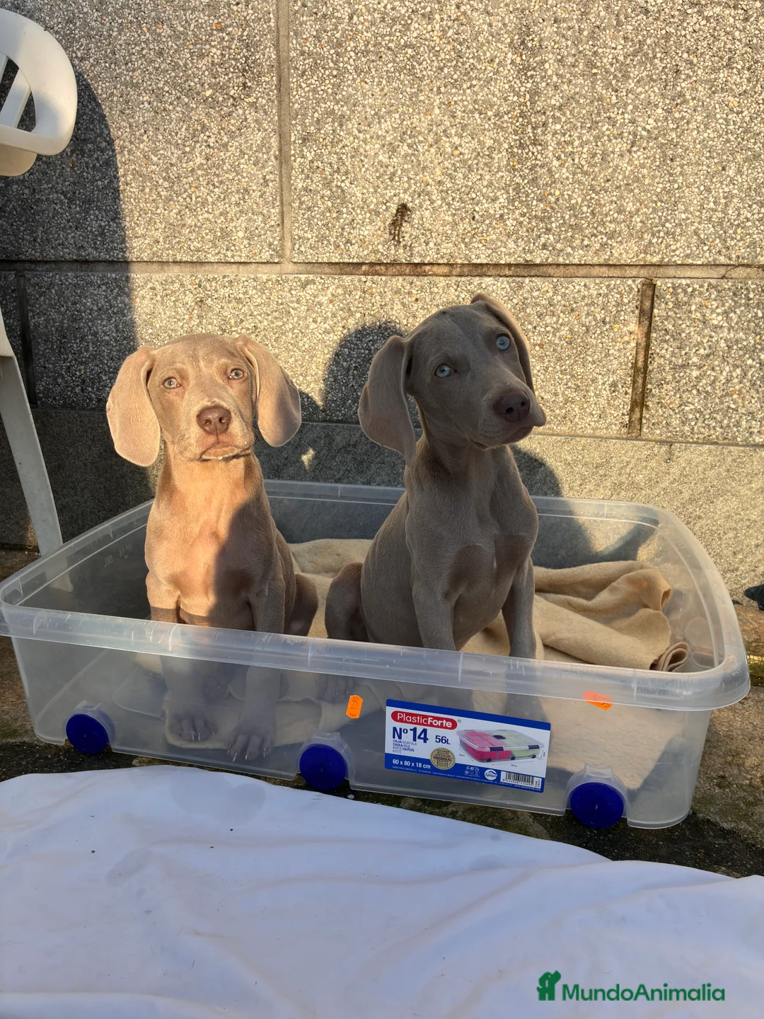 Weimaraner perros en venta: Cachorras Braco de Weimar  - Anuncio 1