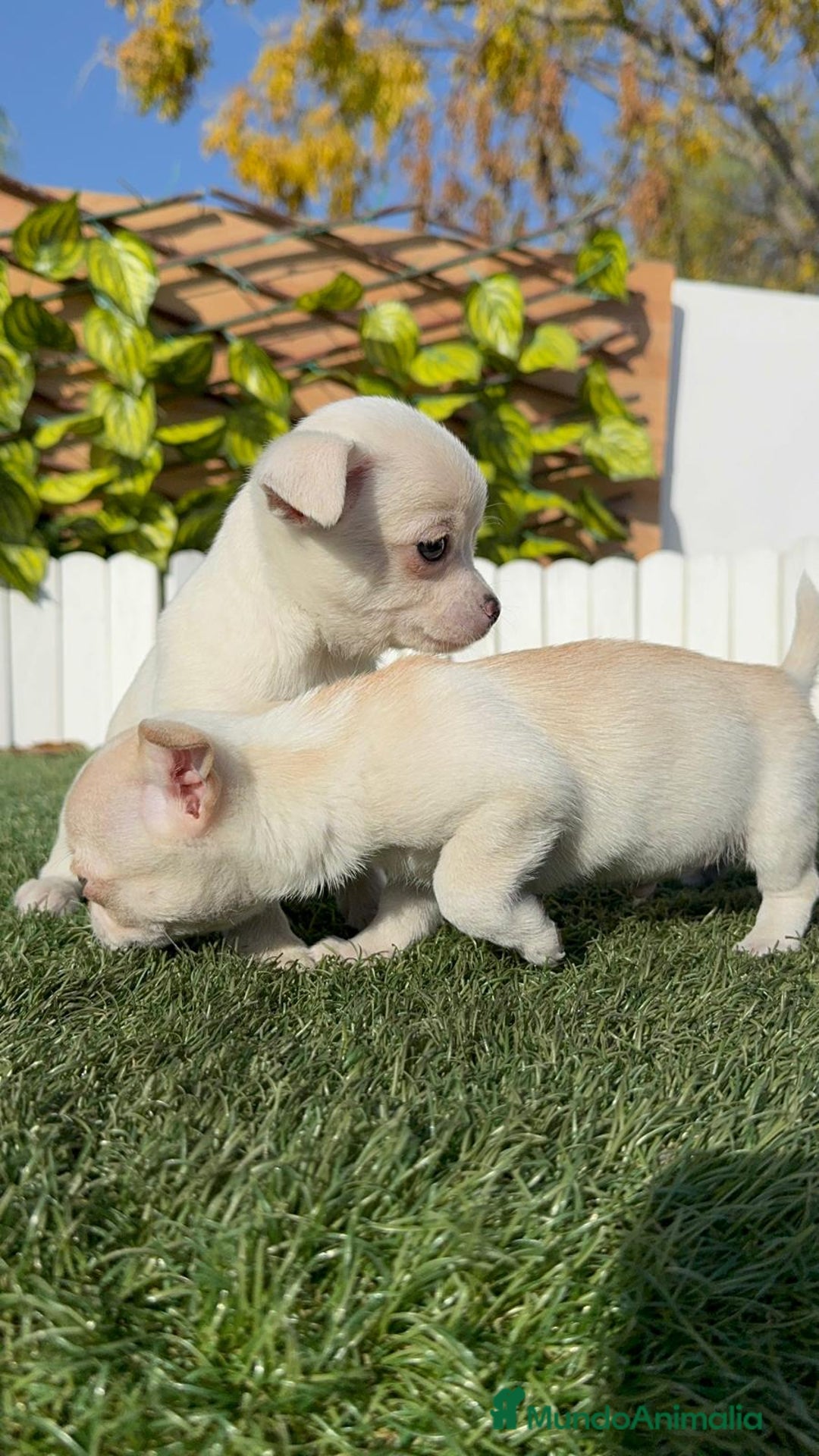 Chihuahua perros en venta: CHIHUAHUA MACHO - Anuncio 19